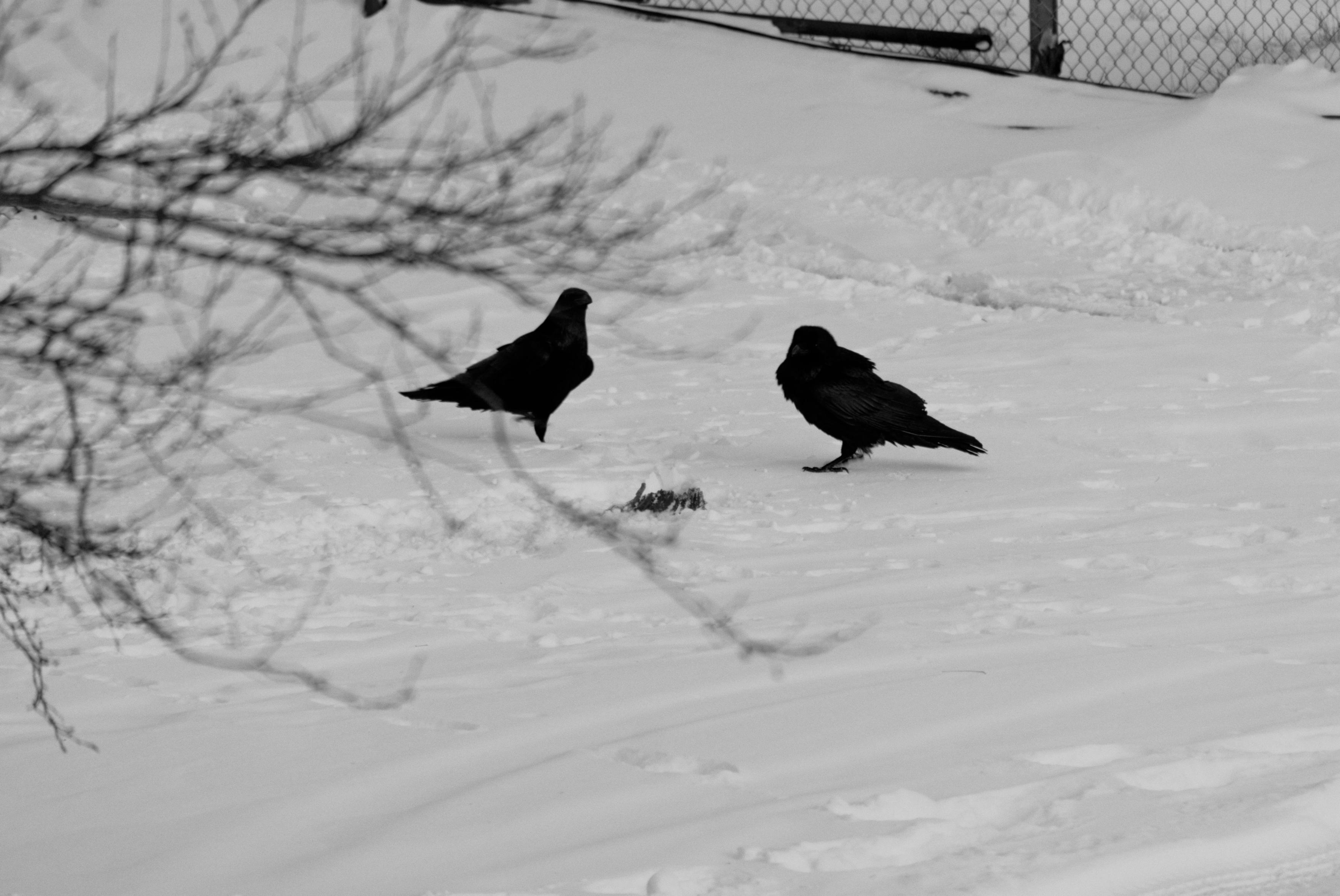 Two ravens inspecting that bit of leftover pork