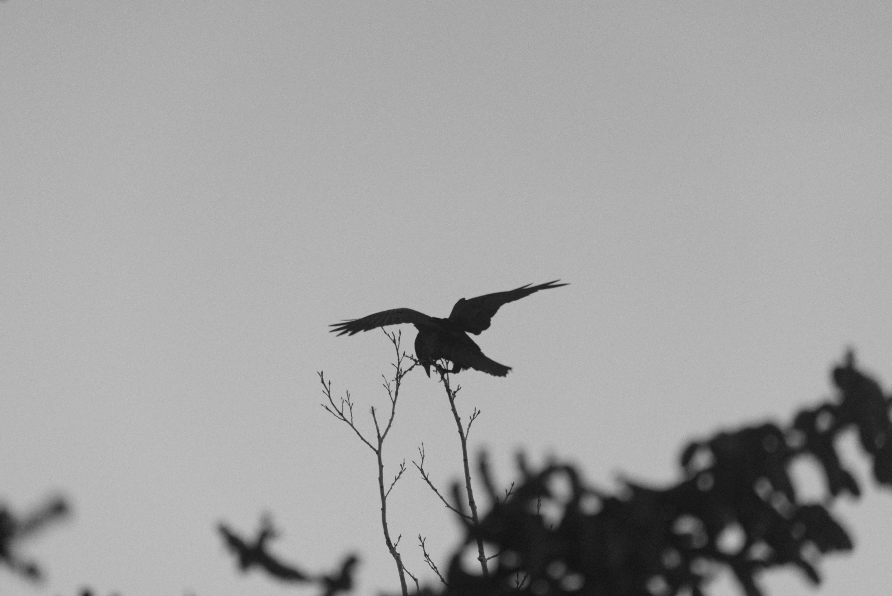 A raven balancing on a thin branch