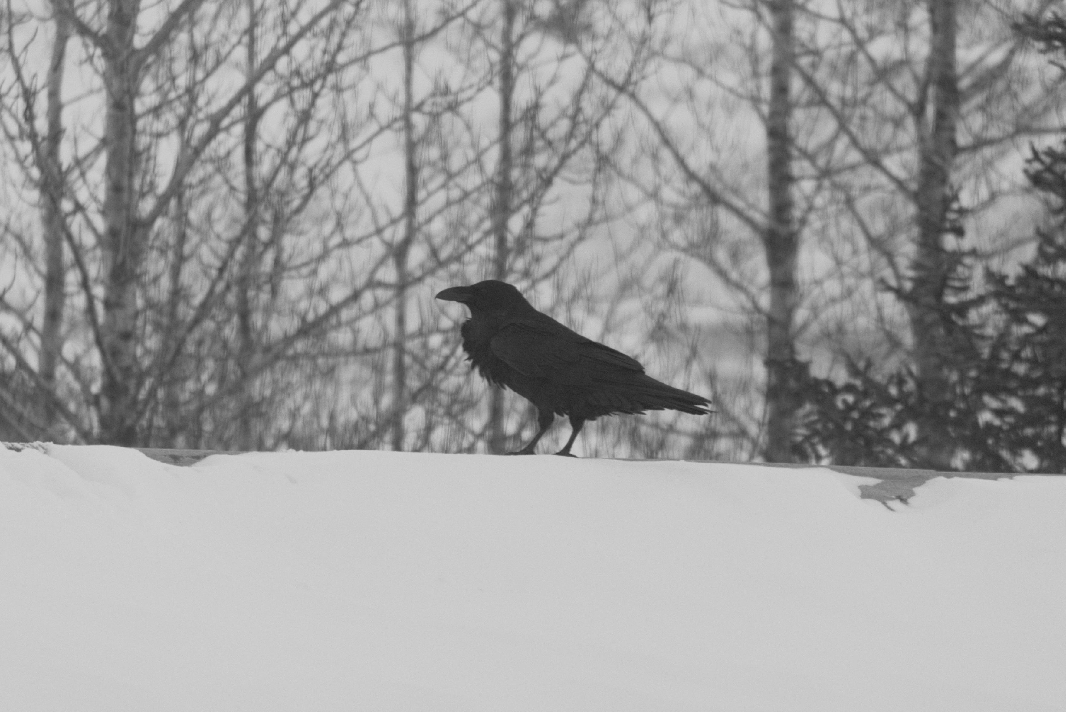 A raven on a roof.