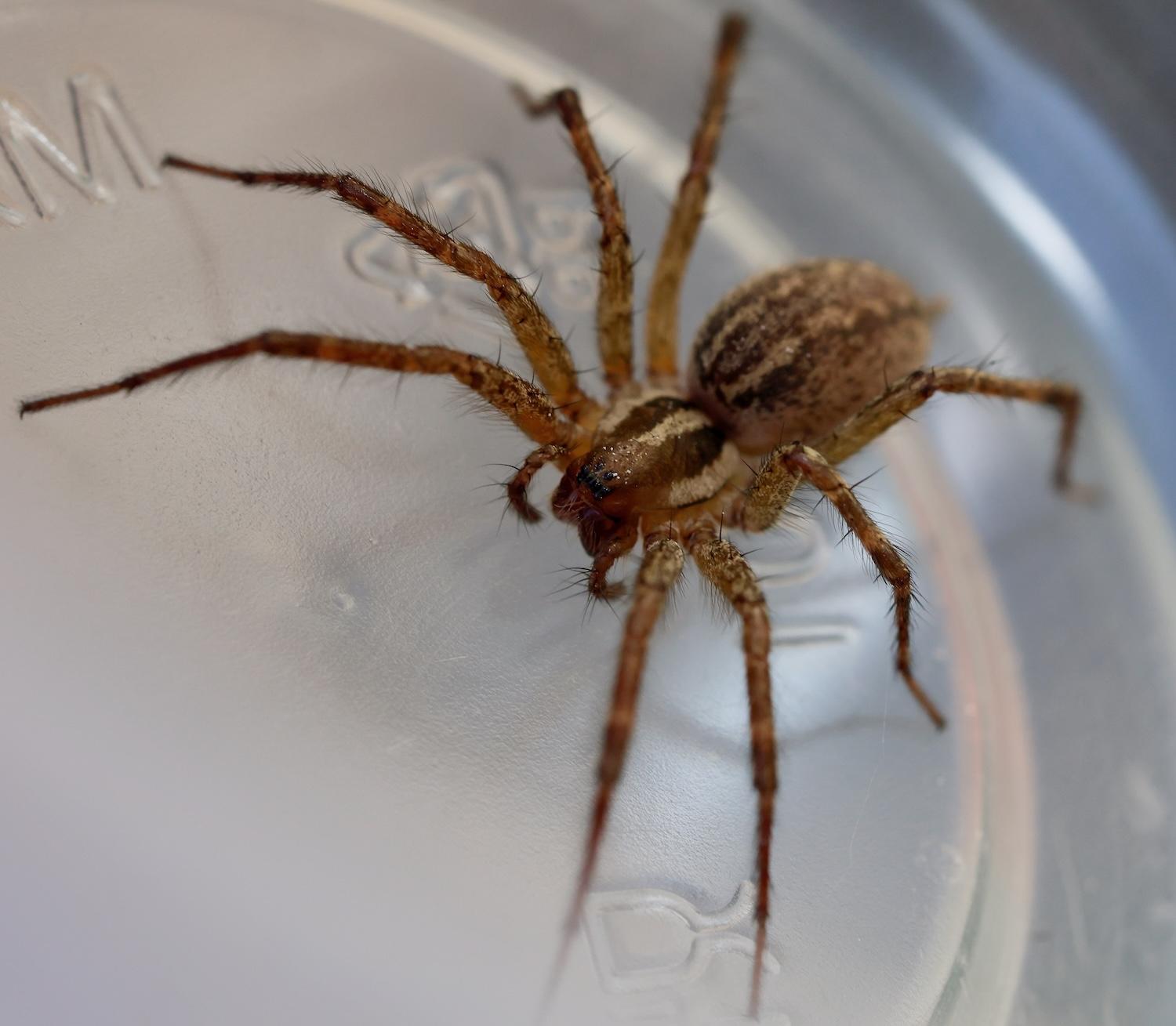 grass spider
