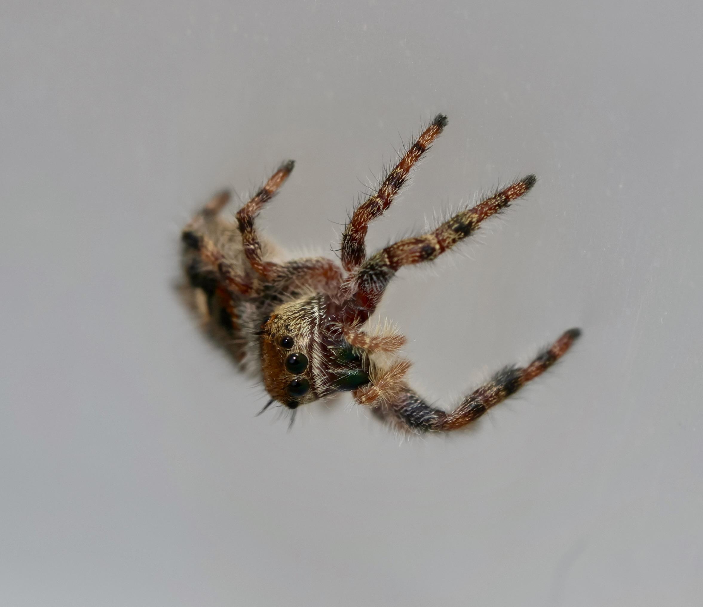 bold jumper