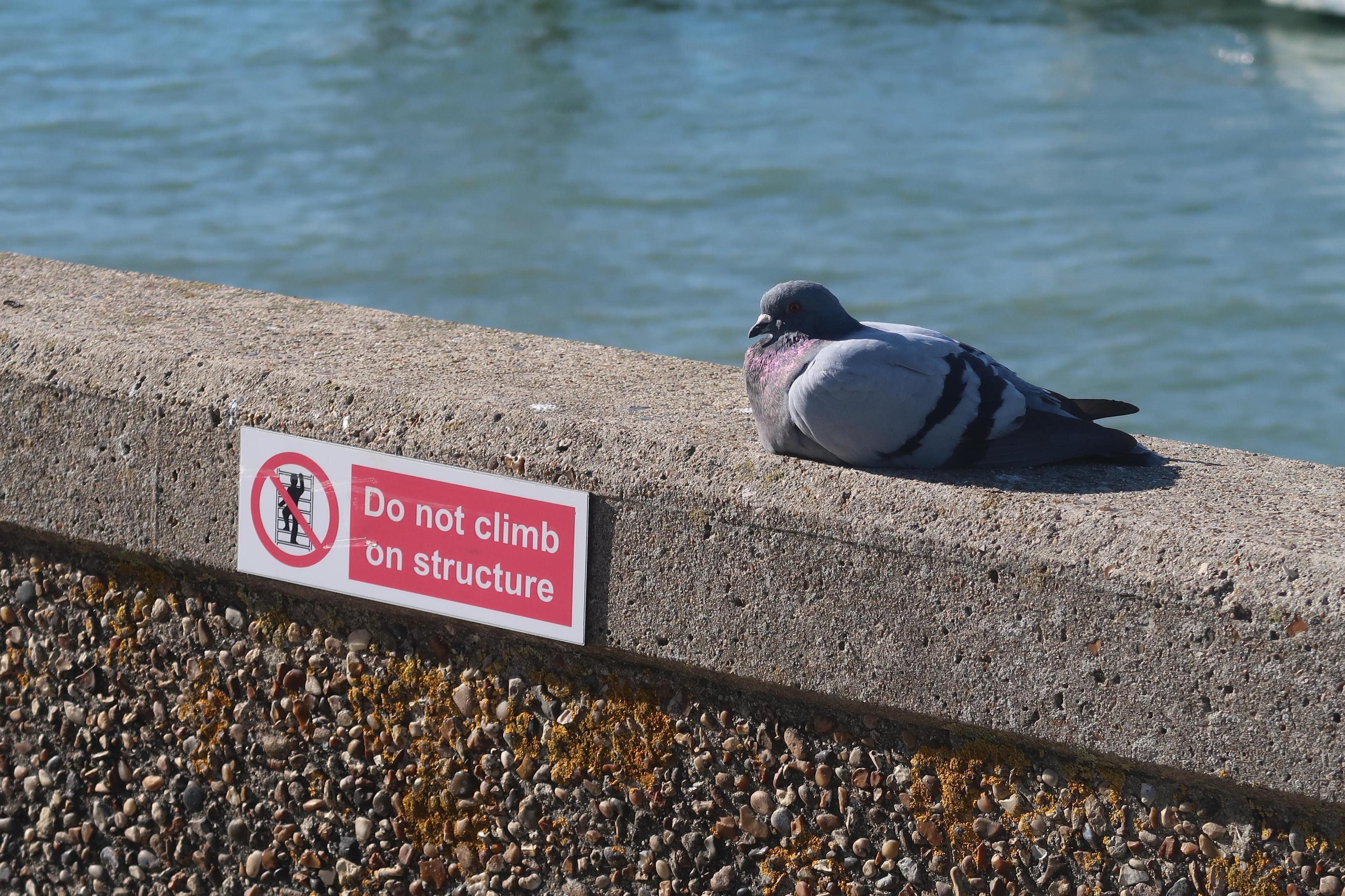 A pigeon chilling on a harbour wall by water with a sign that says Do not climb on structure.