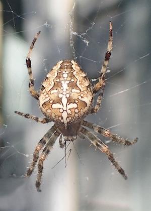 cross orbweaver
