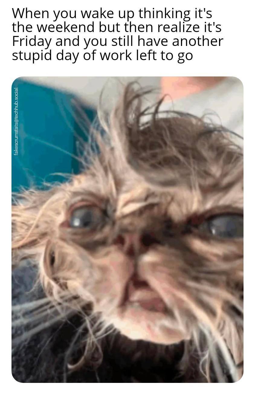 Photo of a weary looking cat with matted fur. Caption: When you wake up thinking it's the weekend but then realize it's Friday and you still have another stupi…