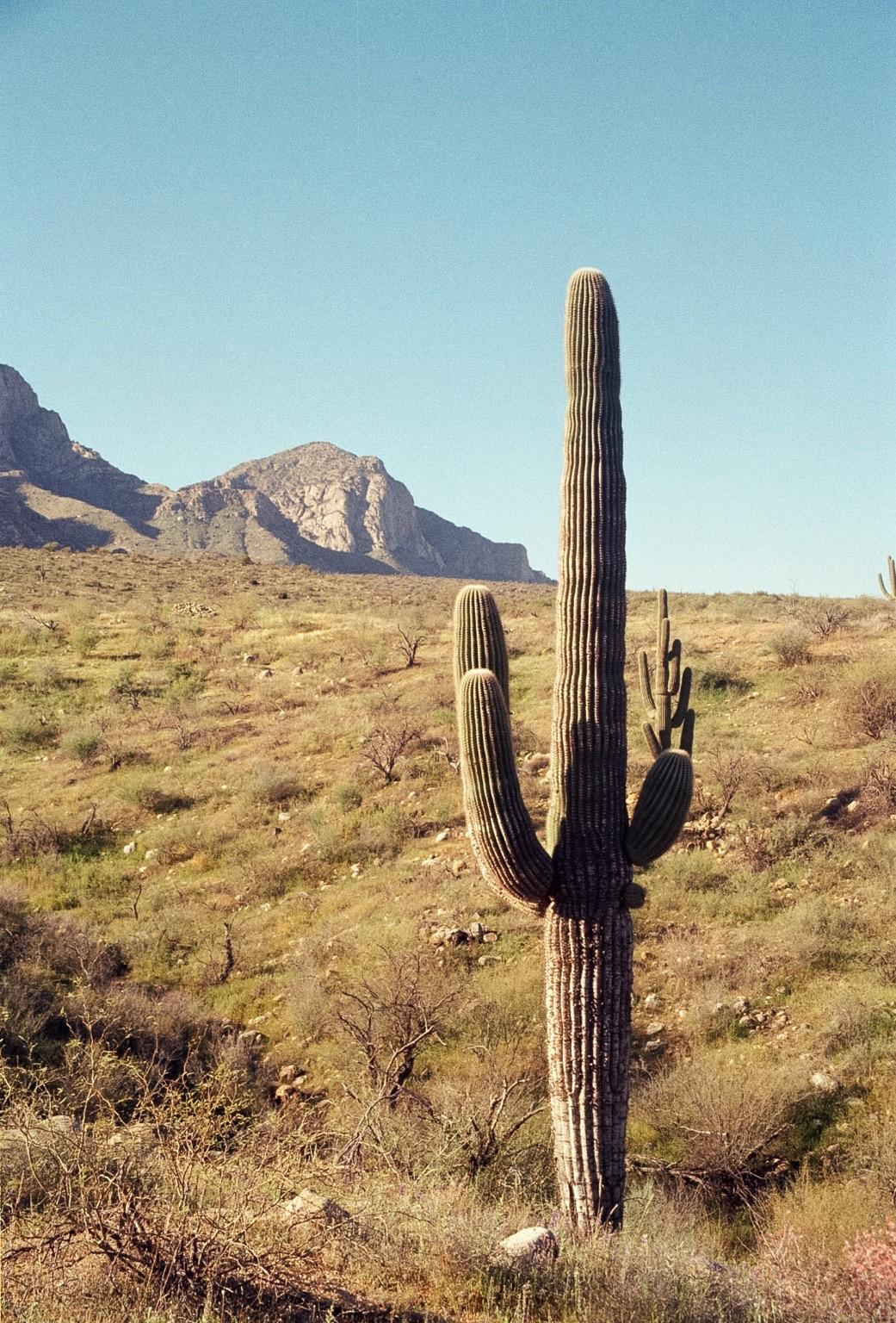 A desert landscape with a prominent tall saguaro cactus in the foreground. The cactus has multiple arms and ribbed segments, standing upright on a patch of dry grass and sparse vegetation. In the background, rugged mountains rise against a clear blue sky. The terrain is uneven, dotted with small bushes and rocks. The colors are earthy—browns, greens, and blues dominate the scene. There is no visible text or man-made objects in the image.
