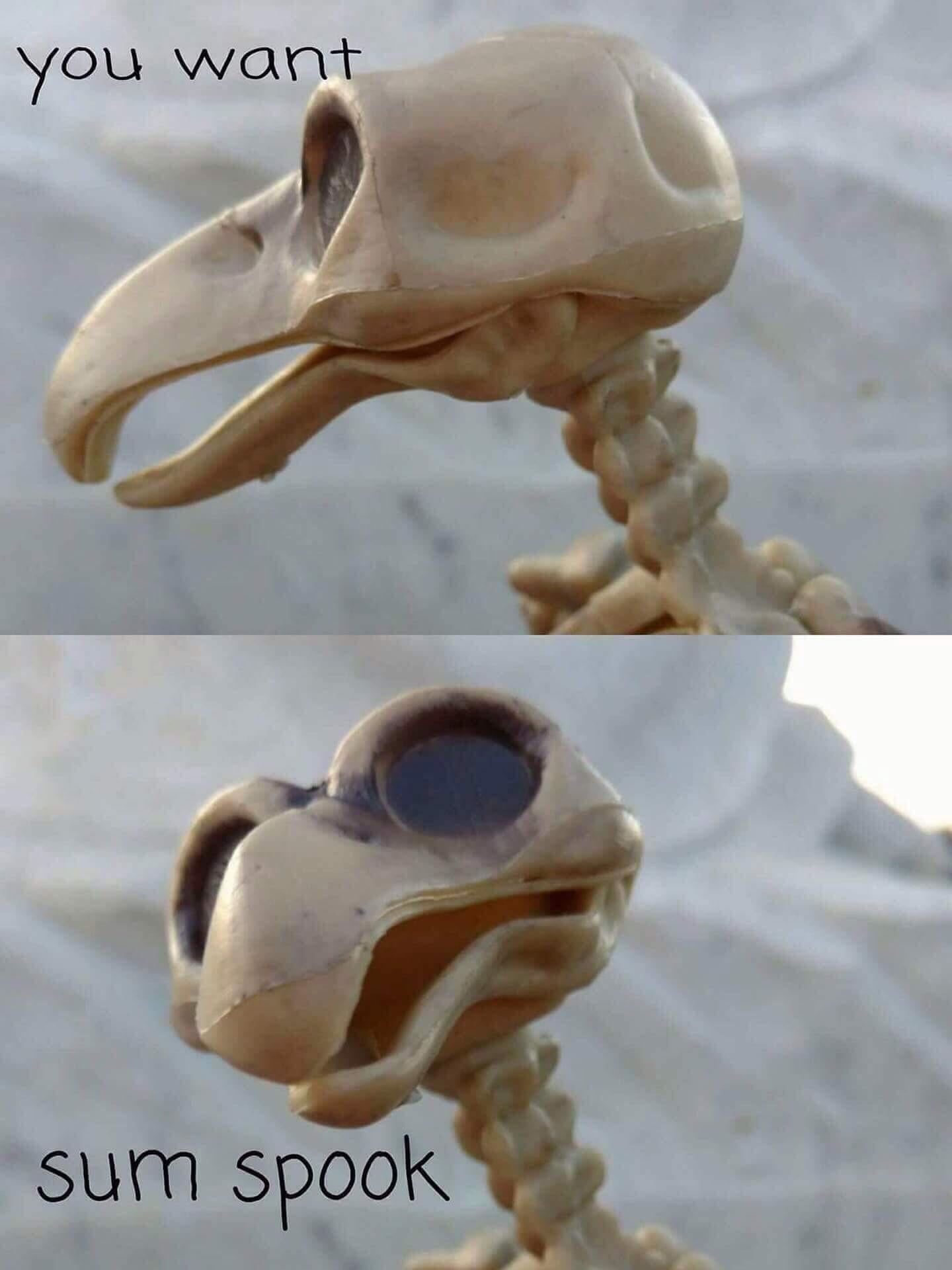 Top panel : A cheap skeletonized bird Halloween decoration looking to the left margin. It's captioned "you want...?" Bottom Panel: The same decoration looking…