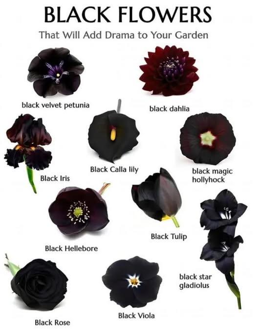 Top text: "Black Flowers that will add drama to your garden " Pictured below are ten different black blossoms; black velvet petunias, black Dahlia, black iris,…