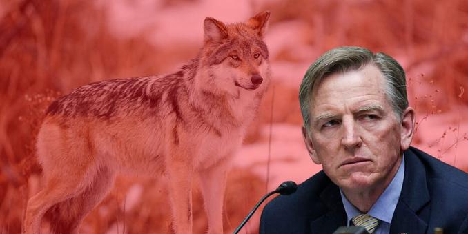 286 Wolves, One Unhinged Congressman—and a Government Ready to Finish the Job - 286 Wolves, One Unhinged Congressman—and a Government Ready to Finish the Job
