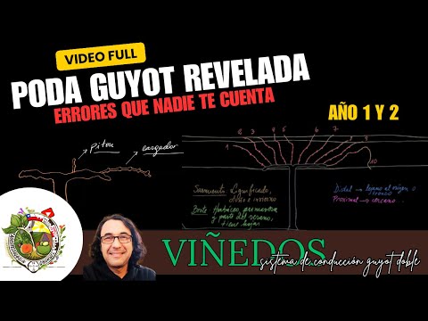 Poda de Viñedos en Chile: Técnica Guyot DOBLE explicada con dibujos - Poda de Viñedos en Chile: Técnica Guyot DOBLE explicada con dibujos