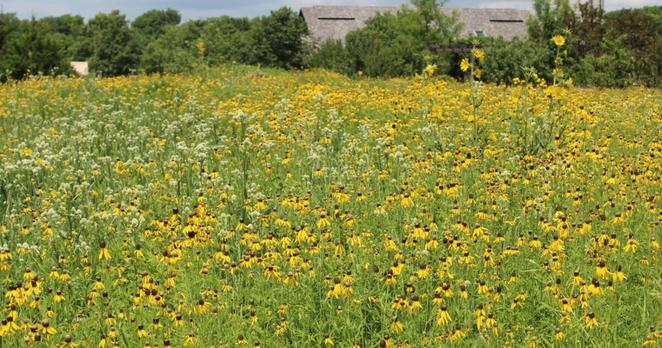 Missouri is building a 300-mile butterfly trail to attract monarchs and tourists alike - Missouri is building a 300-mile butterfly trail to attract monarchs and tourists alike