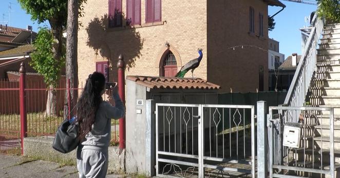 [lalibre] Les habitants de ce petit village sont à bout à cause dun animal envahissant: Les touristes ne viennent plus (PHOTOS) #Europe 