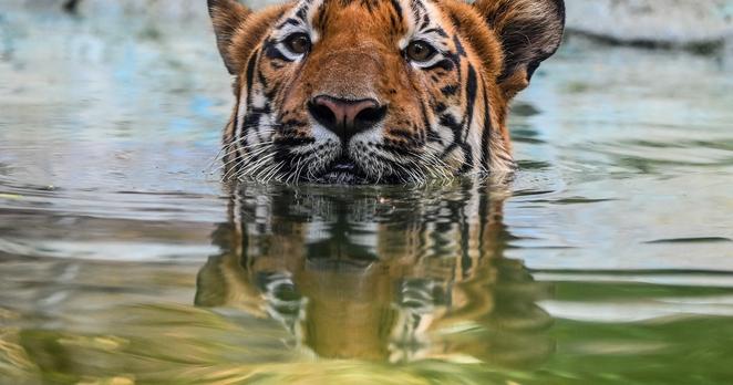 [lalibre] Un zoo français classé parmi les six plus éthiques au monde par National Geographic #Europe 