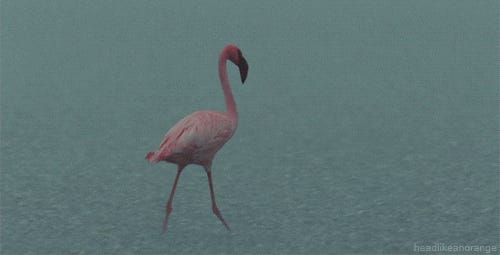 Our newsletter is back after a break, and its sassier than ever. Catch up on Jared Kushners misadventures in Albania, a legal battle over the fundamental right to tap water, and much more here:  #birds #wildlife #albania #jaredkushner