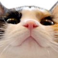 :cat_ktrk_la: :cat_ktrk_la: