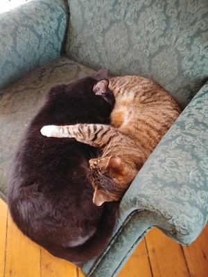 Two cats (one black and one gray tabby) cuddled up on a chair in opposite orientations.