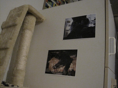 Des photos de LÃ©onard, un chat angora noir.