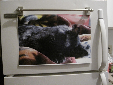Une grande photo de LÃ©onard, un chat angora noir, qui dort.