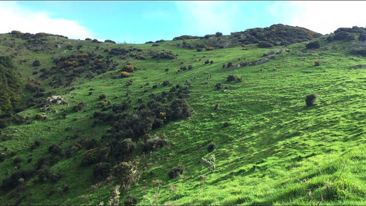 A vibrant green hillside