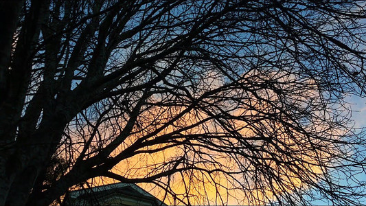 an orange and blue sunset behind the black lines of a tree's branches