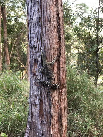lace monitor (goanna) climbing a tree