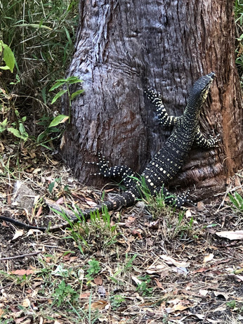 lace monitor (goanna)