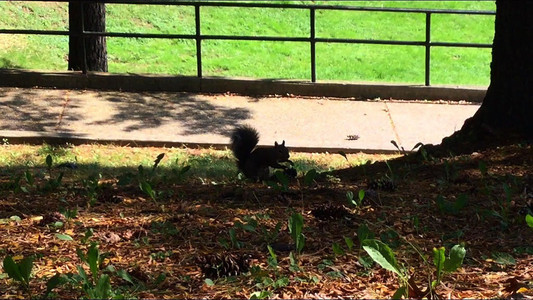 a squirrel in silhouette paws at the ground