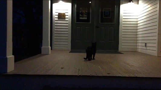 a cat in front of a door on a porch at night