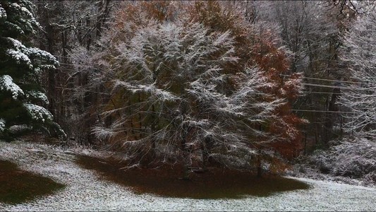 a snowy round tree