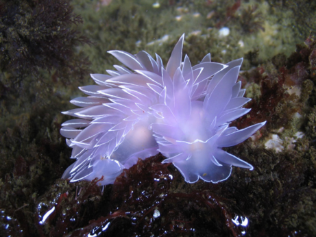 Angel sea slug~