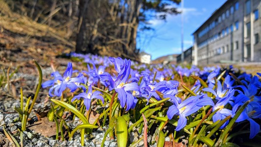 Blue-purple bulb flowers (Latin: Chionodoxa NO: snøstjerne EN: Glory-of-the-snow NL: Sneeuwroem) in the foreground, with Nordland Psykiatrisk Sykehuset in the background.