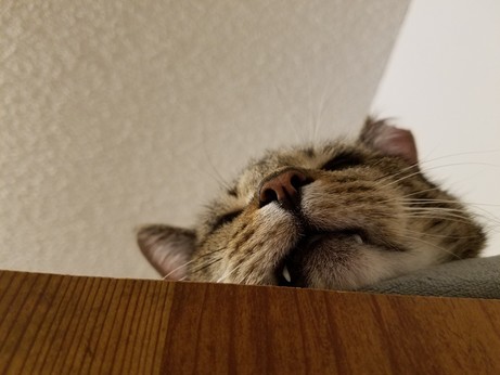 a toothy cat, from below