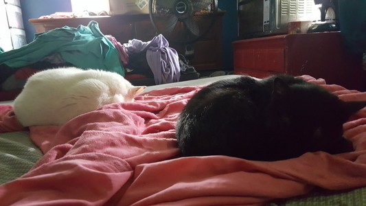 Coda and Pyretta sleeping side by side