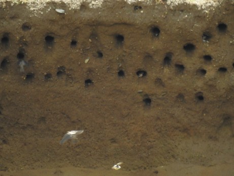 Earth bank with sand martin nests, some with sand martins looking out.