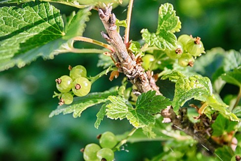 A photo of unripe red currants.