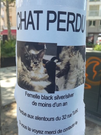 Annonce chat perdu
