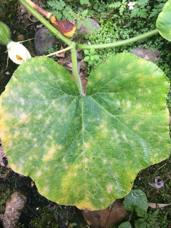 Pumpkin leaf day before neem oil spray