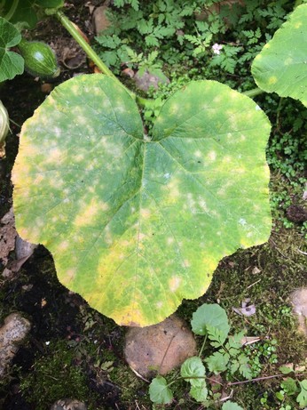 Pumpkin leaf day after neem oil spray