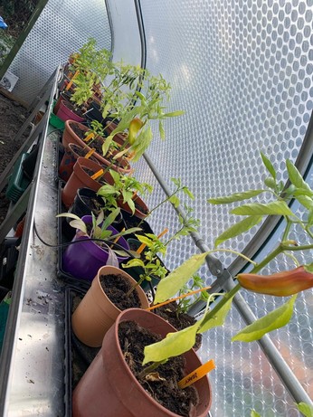 A row of chillies growing inside a poly tunnel; many varieties!
