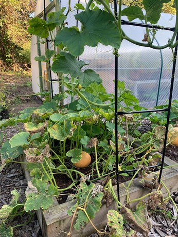 A pumpkin plany growing over a steel arch
