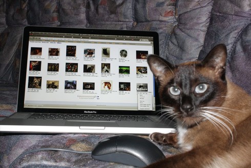 a photograph of a cat with Siamese genes, looking straight into the camera, a computer mouse between her paws, and a MacBook Pro showing image search results for others cats in the background.