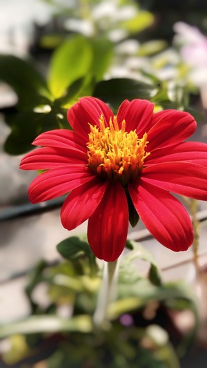 Mexican Sunflower