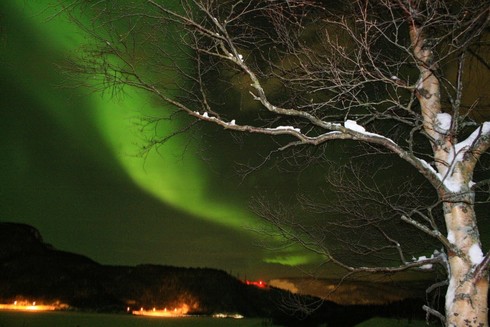 A snow-covered tree in the foreground, with a green swirl of Northernlights in the background.