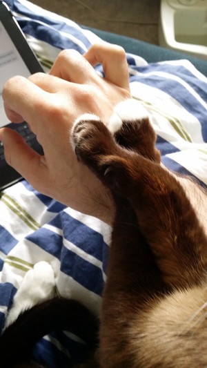 The paws of (the late) Shiva the Cat on my own hand.