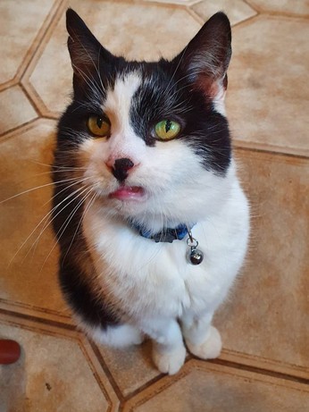 black and white cat sits looking at the camera with a sneer in his face. He has a collar with a bell. 