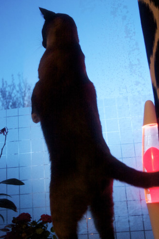 A cat standing on her backpaws, front paws raised like a meerkat, watching out of the window.