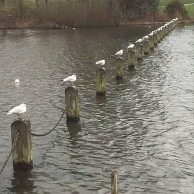 Seagulls sitting on poles 1.5m between each other