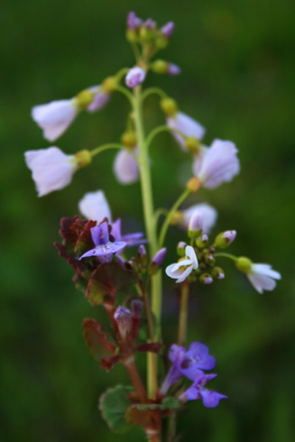 Purple wild flowers.