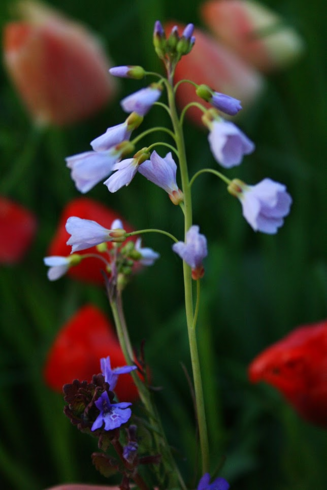 Purple wild flowers with red tulips(?) in the background.