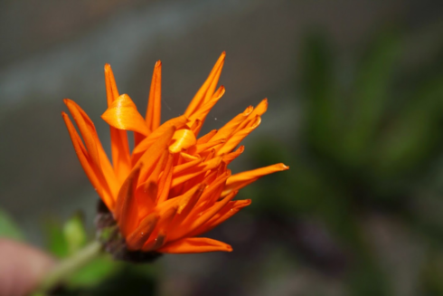 A bright orange flower in close-up.
