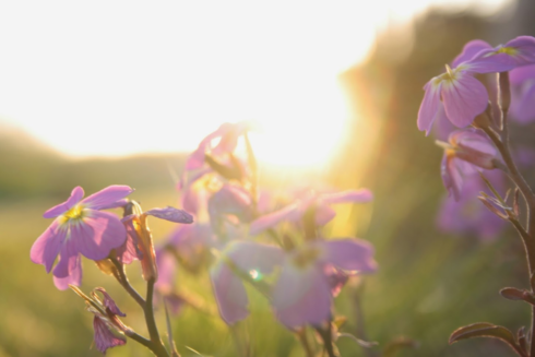 (Different) purple wild flowers bathing in setting sunlight.